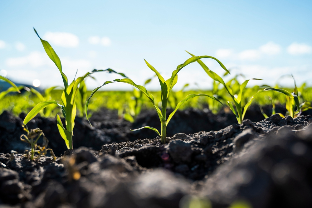 Innovative cultivation design featuring fresh and green corn sprouts in spring, with a focus on advanced agricultural technologies and custom cultivation in optimized agricultural fields.